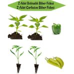 Garden Box Fide Seti 2 Adet Dolmalık Biber Fidanı+ 2 Adet Çarliston Sarı Biber Fidanı