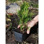 Garden Box Formlu Leylandi Çam Ağacı Fidanı 15-25CM 40 Adet Tüplü Bahçe Dekorasyon Bitkisi