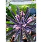 Garden Box Formlu Pembe Renk Aşkın Gözyaşı Çiçeği 1ADET Saksılı 10-15CM