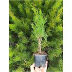 Garden Box Formlu Yeşil Leylandi Çam Ağacı Fidanı 30 Adet Tüplü 10-25CM Dış Mekan Ağacı