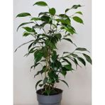 Garden Box Hediyelik Yeşil Benjamin Bitkisi Ofis Salon Iç Mekan Bitkisi Benjamina