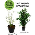 Garden Box Japon Şemsiyesi 1 Adet Saksılı+ Yeşil Benjamin Bitkisi 1 Adet Saksılı Salon Bitkisi