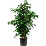 Garden Box Kadınlar Gününe Özel Yeşil Benjamin Bitkisi + Kurdele Çiçeği Salon Bitkisi