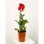 Garden Box Kana Tespih Çiçeği Kırmızı(30 50 cm)1 Adet Saksılı Dış Mekan Bitkisi