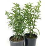 Garden Box Kokulu Melisa Çiçeği 2 Adet Saksılı/ Tüplü 30-60 cm Bahçe Bitkisi
