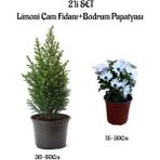 Garden Box Limoni Çam Ağacı Fidanı+Beyaz Bodrum Papatyası 2'li Bahçe Peyzaj Seti