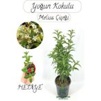 Garden Box Mis Kokulu Melisa Çiçeği Fidanı 1 Adet 30-50 cm Saksılı+Buz Çiçeği