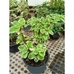 Garden Box Özel Tür Adaçayı Kokulu Sarkıcı Salon Çiçeği 10-20CM