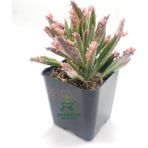 Garden Box Pembe Renk Aşkın Gözyaşı Çiçeği 10-20CM 1 Adet Saksılı
