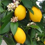 Garden Box Tüplü Yediveren Limon Fidanı 2 Yaş Aşılı (90-150 cm) Bol Verimli
