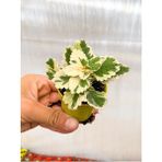 Garden Box Videolu 1 Adet Adaçayı Kokulu Beyaz Alacalı Sukulent Çiçeği 5-15 cm Saksılı Çiçekli Bodur Succulent