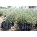 Garden Box Videolu Gemlik Zeytin Fidanı Fidesi 80-190 cm Tüplü Aşılı Güller (Olive Tree Sapling)