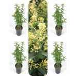 Garden Box Videolu Melisa Kolanya Çiçeği (50 - 70 cm)4 Adet Saksılı Çiçekli Dış Mekan Bitkisi Melissa Officinalis