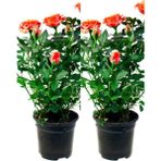 Garden Box Videolu Yediveren Somon Rengi Gül Fidanı 2 Adet Saksılı/Tüplü 30-55 cm Bahçe Bitkisi (Orange Rose)