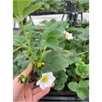 Garden Box Yediveren Çilek Fidesi 5 Adet Viyolde