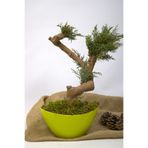 Garden Moda Yapay Bonsai Ağacı, 35 cm, Saksıda, Yeşil, Dekoratif İç Mekan Bitkisi