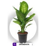 Garden Online Dieffenbachia Tropik Snow -Tek Dal Difenbahya 40 - 60 Cm Dikkat! Özel Kutulu Gönderim