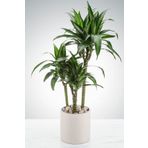 Garden Online Dracaena Lemon Lime - Alacalı Drasenya Üç Gövdeli Canlı Salon Bitkisi 100 - 125 Cm