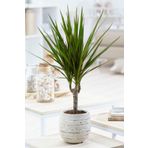 Garden Online Dracaena Marginata - Dekoratif Saksılı Madagaskar Dragon Ağacı Canlı Salon Bitkisi - 50-60 cm