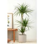 Garden Online Dracaena Marginata XL - Madagaskar Dragon Ağacı 2 İki Gövdeli Canlı Salon Bitkisi 110-120 cm