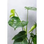 Garden Online Monstera Deliciosa - Deve Tabanı Canlı Salon Bitkisi - 80 - 100 cm