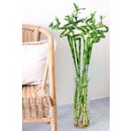 Garden Online Şans Bambusu - Lucky Bamboo 1 Adet Canlı Salon Bitkisi 100 - 120 cm