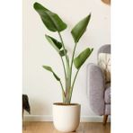 Garden Online Starliçe Cennet Kuşu Çiçeği - Strelitzia Nicolai Canlı Salon Bitkisi 130 - 150 cm
