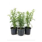 gardenata 3 adet Tüplü Melisa Çiçeği, Akşam Sefası, Parfüm Çiçeği Dolgun Form Saksılı