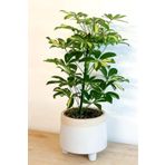 gardenata Schefflera Arboricola - Tek Gövdeli Alacalı Şeflera Canlı Salon Bitkisi 80 - 100 cm