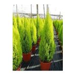 gardenata Tüplü ( Salon Çamı ) Limoni Servi Çam Fidanı (14 Lük Saksıda- Boyu 30-40 Cm ) Limon Kokulu Çam Fida