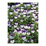 Gardenbox 10'lu Beyaz Mor Hercail Menekşe Çiçeği Fidanı, 5-15 cm Tüplü, Viola
