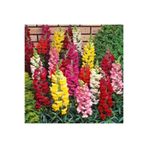 Gardenbox 10'lu Karışık Renk Aslan Ağzı Çiçeği Fidesi, 5-15cm Saksılı, Bodur Antirrihinum