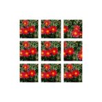Gardenbox 10'lu Kırmızı Buz Çiçeği Fidesi, 5-15 cm, Tüplü, Mesembryanthemum