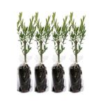 Gardenbox 10'lu Zeytin Fidanı, 30-40 cm, Tüplü, Olive Sapling