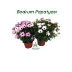 Gardenbox 2'Li Bodrum Papatyası Çiçeği Beyaz+Pembe Saksılı Canlı Çiçek