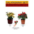 Gardenbox 2'Li Set Sarı Bodrum Papatyası, Kırmızı Açelya, Hediyelik Kırmızı Gül Fidanı, 20-40 cm