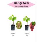 Gardenbox 2'Li Set Sarı-Kırmızı Üzüm Fidanı, 20-50 cm, Aşılı Meyve Fidanı