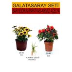 Gardenbox 2'Li Takım Seti Sarı Bodrum Papatyası, Kırmızı Açelya, Kurdele Çiçeği Hediyeli