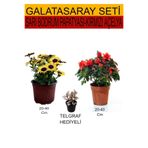 Gardenbox 2'Li Takım Seti Sarı Bodrum Papatyası, Kırmızı Açelya, Telgraf Çiçeği