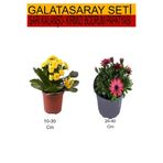 Gardenbox 2'Li Takım Seti Sarı Kalanşo + Kırmızı Bodrum Papatyası