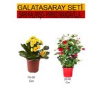 Gardenbox 2'Li Takım Seti Sarı Kalanşo + Kırmızı Mandavilla Çiçeği