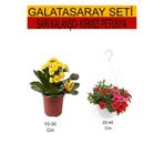 Gardenbox 2'Li Takım Seti Sarı Kalanşo + Kırmızı Petunya