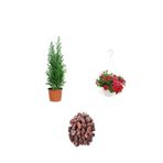 Gardenbox 3'Lü Peyzaj Seti, Limon Servi Fidanı, Kırmızı Petunya Çiçeği, Curf