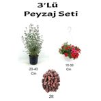 Gardenbox 3'Lü Peyzaj Seti, Zeytin Çalısı, Kırmızı Petunya Çiçeği, Curf
