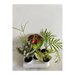 Gardenbox 6'lı Bitki Seti, Hedera, Areka, Melek Kanadı, Yaprak Güzeli, Japon Şemsiyesi, Ayı Pençesi