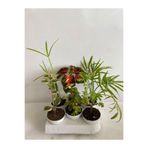 Gardenbox 6'lı Bitki Seti, Kaktüs Kokulu Benjamin, Japon Şemsiyesi, Yeşim, Yaprak Güzeli, Itır, Areka