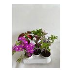 Gardenbox 6'lı Bitki Seti, Mezem, Yaprak Güzeli, Itır, Ortanca, Aşkın Göz Yaşı