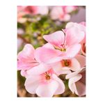 Gardenbox Açık Pembe Sardunya Çiçeği, 30-40 cm Saksılı, Geranium Bodur Bitkiler