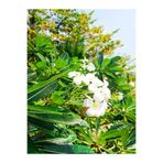 Gardenbox Ada Yasemini, Yoğun Kokulu, 70-120 cm, Saksılı/Tüplü, Dış Mekan Bitkileri, Oleander, Beyaz