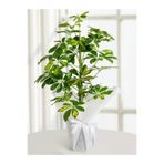 Gardenbox Alacalı Yapraklı Şeflera Çiçeği, 40-110 cm, Saksılı, İç Mekan Bitkileri, Schefflera